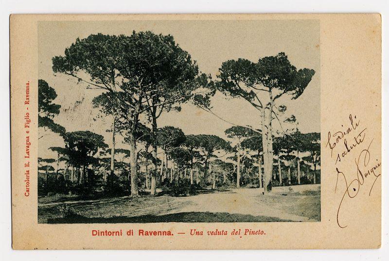 The image depicts a vintage postcard featuring black-and-white photography of tall trees, likely pine due to the mention in Italian "Dintorni di Ravenna," which translates as "surroundings of Ravenna." The photograph is labeled with red text on both sides: on the left side it reads "Figlio - Ravenna. Cartoliera E. Lavagna e Figli" and at the bottom, a caption that states in Italian "Dintorni di Ravenna.- Una veduta del Pineto," which translates to "(The) Surroundings of Ravenna- A view of the Pine." To the right side is an autograph with signatures possibly indicating personal ownership or as part of its historical significance. The condition appears aged, suggesting it's a piece from past decades or even centuries.