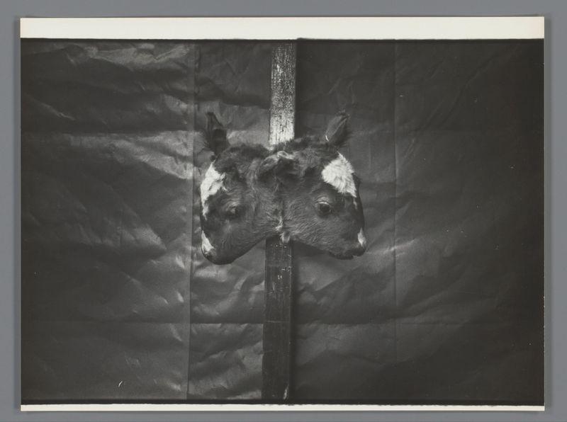 The image is a black and white photograph displaying the mounted head of what appears to be a horse. It's affixed onto a vertical wooden stake, which stands against a dark backdrop that could suggest either an indoor setting or nighttime. The background has crinkled texture reminiscent of fabric material, possibly indicating it might have been draped over something like a tent for display purposes.

The mounted head is detailed and realistic with notable features such as the eyes, ears, nostrils, mane, and patches on its coat which are clearly visible despite being in monochrome. The patchwork appears to be white or light-colored against what could potentially be brownish fur. It's an intriguing image that seems out of context due to its unusual subject matter.

In terms of additional information about this particular photograph: it is tagged as 'Wonderkalf' and was featured at a fair on Nieuwmarkt in Amsterdam, captured by Ed van der Elsken between 1960-1969. This piece likely has