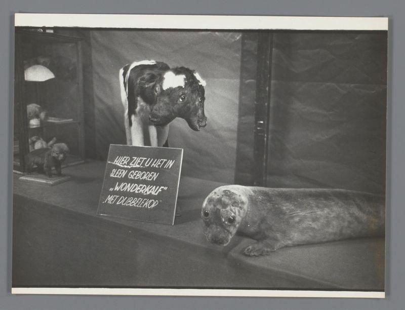 The image depicts a display featuring three animals with text in Dutch. On the left, there's a cow labeled "HIER ZIJ T U HET IN SLEEN GEBOREN... WONDERKAAL MET DUBBELKOP" which translates to "HERE IS THE ONE BORN WITH TAIL ON THE HEAD... WONDERKALF WITH DOUBLE HEAD." The text suggests that the calf has a unique, possibly disfigured appearance. In front of this cow is an image of what appears to be another animal with similar features or perhaps it's part of the display designating something unusual about the first calf.

To the right stands a dog on all fours, seemingly looking off-camera or at someone outside the frame. The setting seems like a museum or exhibition space as there are various objects and other displays in the background that resemble mannequins or statues under glass cases. One can see what looks to be part of a sculpture with an umbrella-like object above it.

The photo is in black and white, indicative of its vintage nature, likely from the mid-20th century given