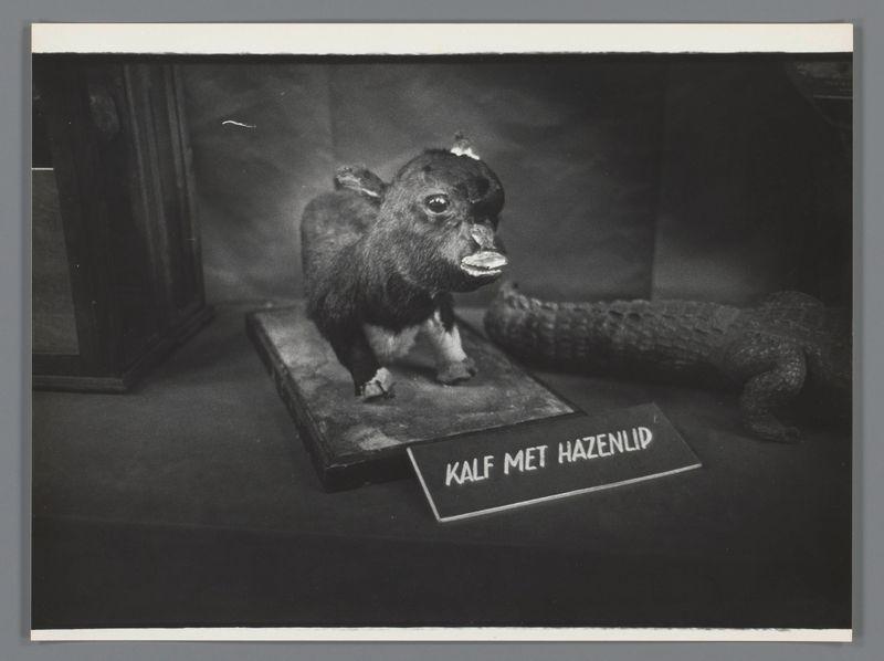 The image displays a monochromatic photograph featuring taxidermied animal specimens. In the foreground, there's a prominent display of a boar with its head turned slightly to the side, showcasing its snout and tusks. Beneath this specimen is a signboard reading "KALF MET HAZENLIP" in white chalk on black background. To the right of the boar, partially obscured by it, lies another taxidermy piece that appears to be an alligator or crocodile, identifiable by its scaly skin and elongated body shape. The setting seems like a museum display with subdued lighting casting soft shadows around the objects. The overall tone is somber, highlighting the preserved state of these animals which are likely part of a collection showcasing unique or unusual specimens.