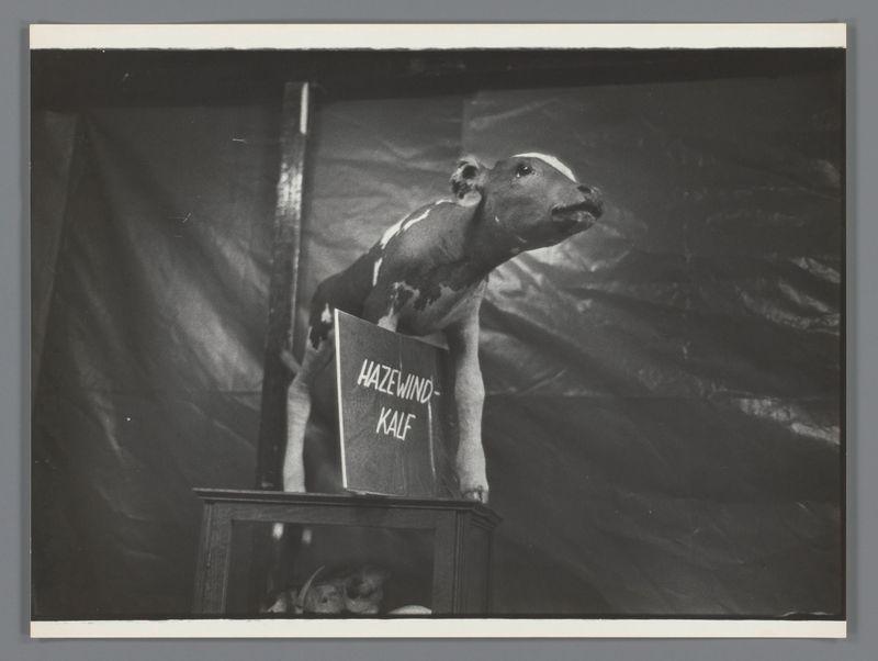 The image depicts a young calf with its head and upper body standing on top of what appears to be a wooden cabinet or platform. The calf is leaning forward, looking upwards as if trying to reach something above it. Attached to the back part of this setup is a rectangular signboard labeled "HAZEWIND KALF" in bold capital letters, suggesting that the young animal may have been named Hazewind and was possibly on display at an event or fair.

The background consists of draped fabric with folds and creases visible throughout. The lighting casts dramatic shadows around the calf and its surroundings, enhancing the three-dimensional effect of the photograph. Below the cabinet where the calf stands is a darker area that seems to be under the platform, potentially indicating additional equipment for supporting such displays or possibly part of an audience seating.

The image conveys a sense of curiosity and engagement from Hazewind Kalf as it interacts with its environment, which may have be
