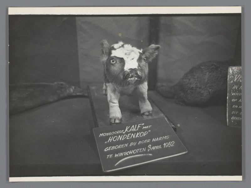The image shows a black and white photograph of an unusual animal figure, which appears to be a calf with the head of a dog. The calf is positioned on what looks like a piece of wood or board that has text written in Dutch: "Mongoosekalf" meaning monkey-calf", "met 'Hondenkop'" (with dog-head"), and it mentions being made by someone named Boer Harms, dated April 3, 1952. The calf figure seems to be part of a display or exhibit as there's another animal-like object partially visible in the background on the right side.
The overall context suggests that this image may have been taken at an exhibition where unusual and possibly humorous creations were displayed. It is likely connected with Ed van der Elsken, mentioned in the alt text reference for additional information about this photograph.